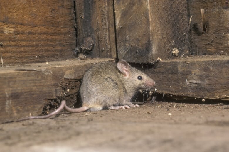 muis op zolder