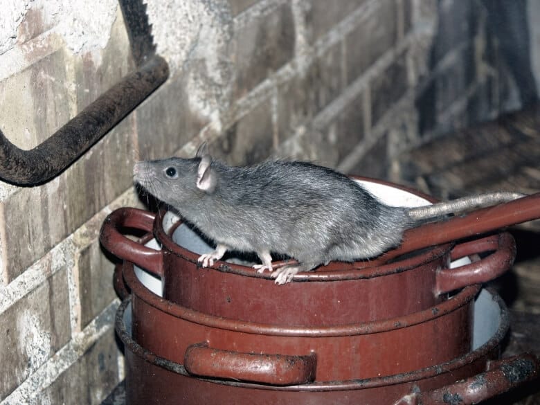 rat in kelder